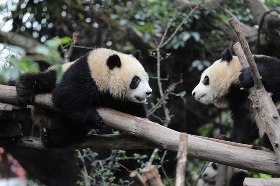 Expanded panda base in China's Chengdu to greet visitors